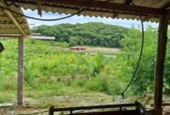 Sítio em Antonina/PR – 65 hectares com lavoura de pupunha, casa sede e piscina