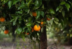 Óleo D-Limoneno de Laranja – Adjuvante Agrícola Natural (Torrinha/SP)