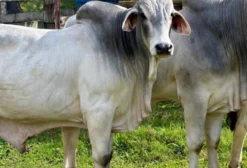 Touro Brahman PO Registrado para Melhoramento Genético