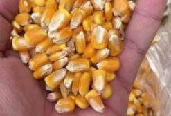 Milho Padrão Armazenado em Silo Metálico - Correntina/BA
