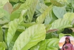 Mudas de Café e Pimenta por Encomenda - São Roque do Canaã/ES