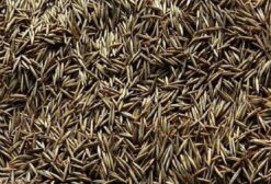 Aveia Preta para Plantio e Consumo Animal – Cornélio Procópio/PR