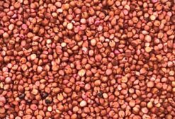 Sementes de Sorgo Forrageiro BRS Ponta Negra para Silagem e Forragem