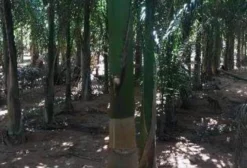 Mudas de Palmeira Imperial em Tupã SP