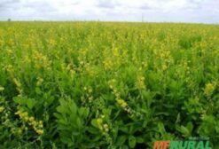 Semente de Crotalária Spectabilis Roth – Leguminosa para Controle de Nematoides