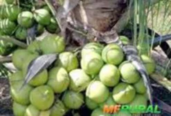 Mudas de Coco Anão – Tupã SP
