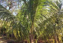 Mudas Coco Anão no Torrão - Tupã SP