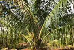Exportação de Coco Anão Verde, Coco Seco e Mudas de Coco - Tupã/SP