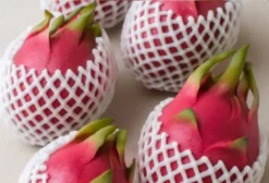 Malha de Proteção em EPE Expandido para Pitaya – Atacado
