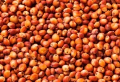 Sorgo em Grão com Nota Fiscal – Paraíso do Tocantins/TO