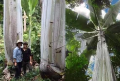 Sementes de Banana Gigante Musa Ingens - 2 Unidades para Plantio