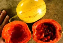 Sementes de Maracujá Melão do Panamá (Cionosicyos macranthus) – Pacote com 3 Unidades