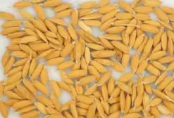 Sementes de Arroz Carolina Gold – Arroz de Ouro da Carolina (20 Sementes)