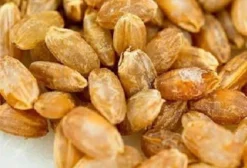 Sementes de Arroz Akamuro (Arroz Vermelho) – Pacote com 20 Sementes – Certificação Orgânica