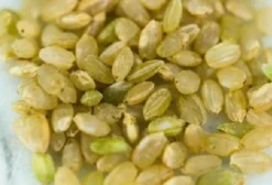 Sementes Frescas de Arroz Hayayuki – Arroz Integral de Grãos Curtos, Tolerante ao Frio e Precoce