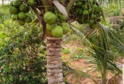 Mudas de Coco Anão - Tupã/SP