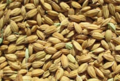Sementes de Arroz Duborskian Orgânico Certificado - Pacote com 20 Sementes Frescas para Plantio