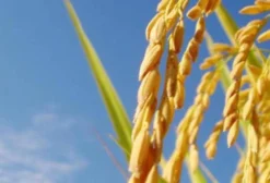 Sementes de Arroz Blue Bonnet – Variedade Heirloom Rara (Arroz Armênio, Arroz de Sequeiro)
