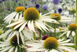 Sementes de Echinacea Purpurea White Swan - Flor de Cone Cisne Branco (18 unidades)