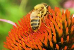 Sementes de Equinácea (Echinacea angustifolia) - Flor-de-Cone Medicinal e Melífera para Apicultura