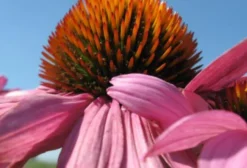 Sementes de Echinacea Purpurea (Flor de Cone) – Erva Medicinal e Melífera para Apicultura
