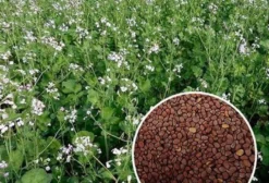 Semente de Nabo Forrageiro – Alta Pureza – Preço por Quilo – Campo Grande/MS