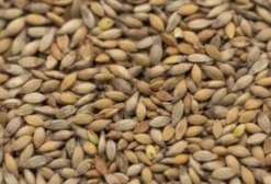 Sementes de Brachiaria Ruziziensis para Formação de Palhada e Controle de Erosão - Assis SP