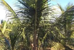 Mudas de Coco Anão com Bainha - Tupã/SP