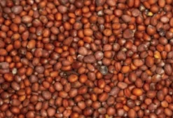 Sementes de Nabo Forrageiro Raphanus Sativus – 5,30/kg em Assis/SP