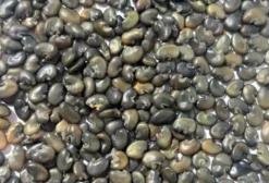 Semente de Crotalária Juncea para Adubo Verde e Biomassa - Assis/SP