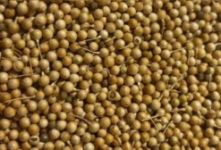 Sementes de Crambe (Crambe abyssinica) para Cobertura de Solo - Assis/SP
