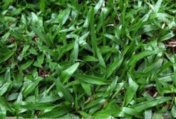 Sementes de Grama São Carlos – Pacote de 500g para Jardins e Áreas Sombreadas