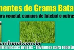 Semente de Grama Batatais para Campo de Futebol e Paisagismo