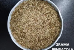 Semente de Grama Pensacola (Paspalum notatum) – Ideal para Pastagens e Gramados – Lagoa dos Três Cantos/RS