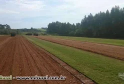 Grama Esmeralda, São Carlos, Batatais e Santo Agostinho - Produtor Rural em Itapetininga/SP