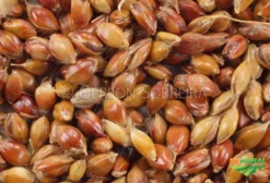 Sementes de Vassoura Caturra Anã, Argentina e Comum - Apucarana PR