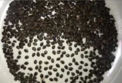 Sementes de Cedro Indiano (Chukrasia Tabularis) - Lote de 1.000 Unidades - Cascavel/PR