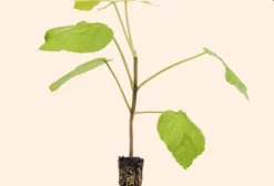 Kit 50 Mudas de Ipê Felpudo (Zehyeria Tuberculosa)