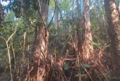 Floresta de Eucalipto Saligna de 19 Anos - Três Coroas/RS