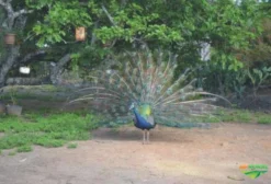Faisão Coleira Macho e Fêmea - Adultos à Venda em Itaberaba-BA