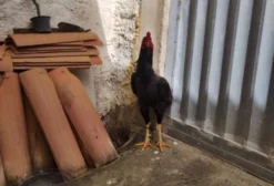 Galo Shamo Mura à Venda - Itaberaba, BA