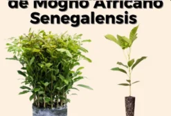 Kit 100 Mudas de Mogno Africano Khaya Senegalensis