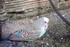 Calopsita Bebê para Venda em Fortaleza - CE