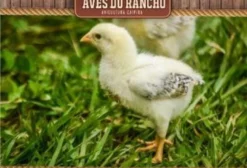 Pintinhos Caipira à Venda – Lote Mínimo de 100 Unidades – Brazlândia/DF