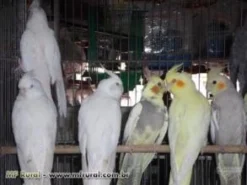 Filhote de Calopsita Mansa para Venda em São Paulo/SP