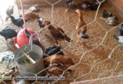 Frangos Caipira e Pintinhos Caipira para Corte - Criação Própria - Goiânia/GO