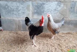 Mini Galinhas Bantam (Garnizé) – Casais de Sebright, Cochinchina e Old Game em Valparaíso de Goiás – GO