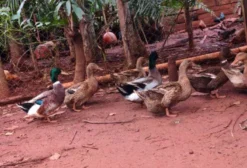 Marreca Rouen Pompom (Fêmea) à Venda em Goiânia - GO