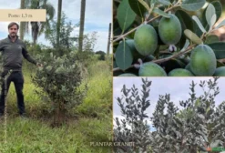 Feijoa (Acca sellowiana) - Mudas em Botucatu SP