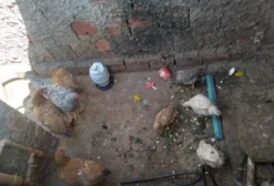 Lote de Galinhas Melhoradas com Galo – Anápolis GO